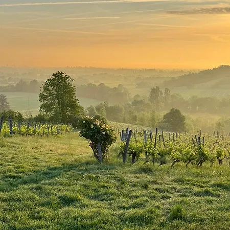 Apartment Luxury Self-catering Homes With Salt Water Pool On Organic Vineyard In France